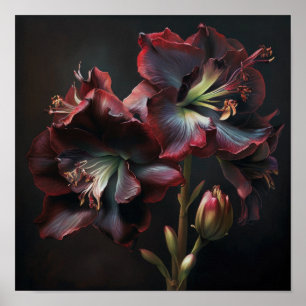 Burgundy Amaryllis Flower Art Imprimer Poster