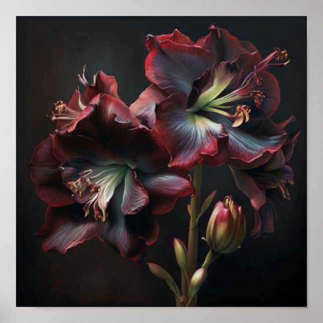 Burgundy Amaryllis Flower Art Imprimer Poster (Devant)