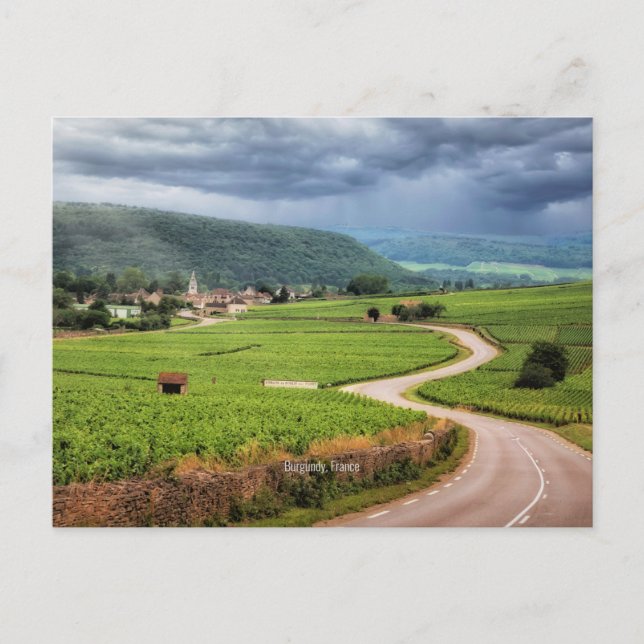 Burgundy, France vineyards, Postcard (Front)