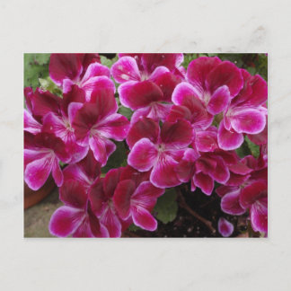Burgundy Geranium Postcard