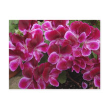 Burgundy Geranium