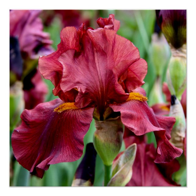Burgundy Iris Flower Glossy Poster (Front)