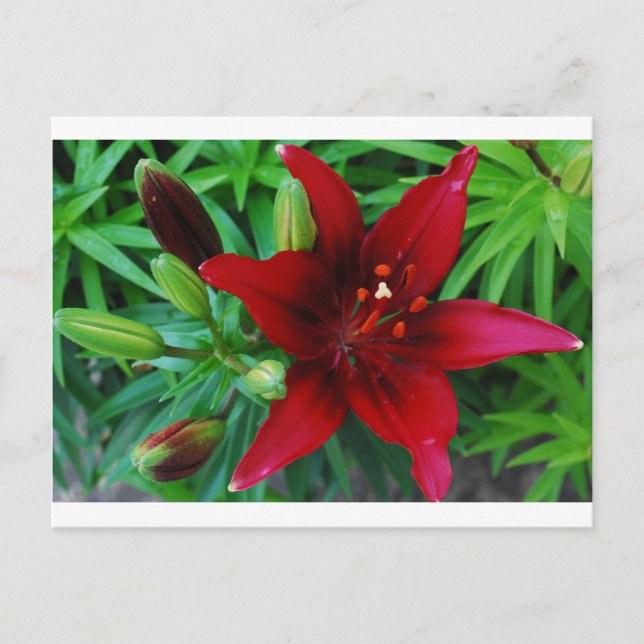 Burgundy Lily Postcard (Front)