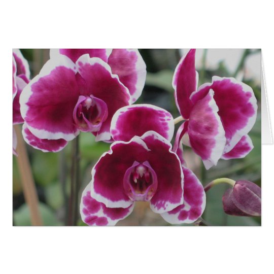 Burgundy Orchids Card