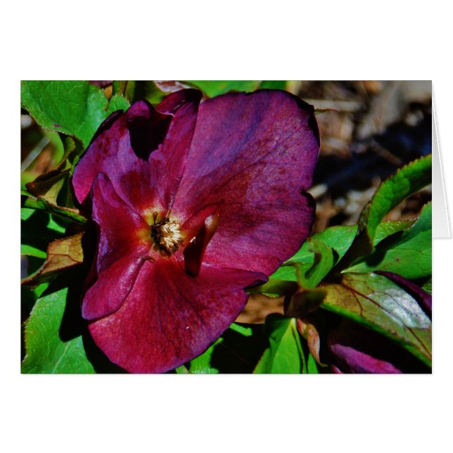 Burgundy Pink Lenten Rose (Front Horizontal)