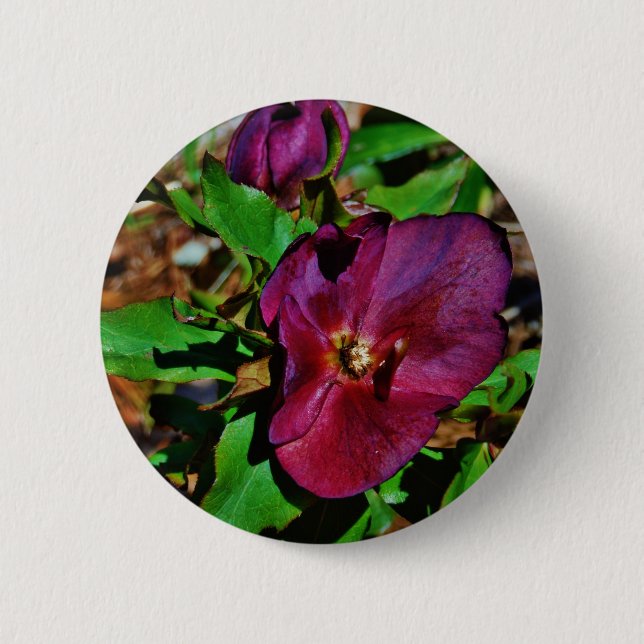 Burgundy Pink Lenten Rose 2 Inch Round Button (Front)