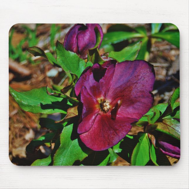 Burgundy Pink Lenten Rose Mouse Pad (Front)