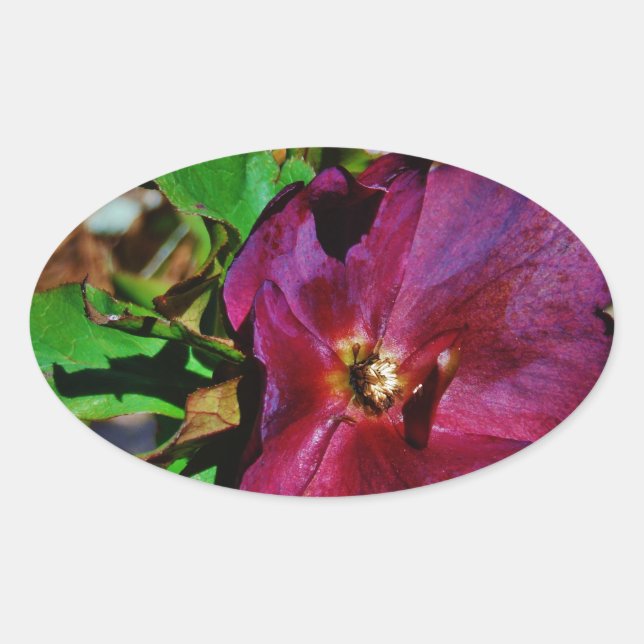 Burgundy Pink Lenten Rose Oval Sticker (Front)