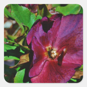 Burgundy Pink Lenten Rose Square Sticker