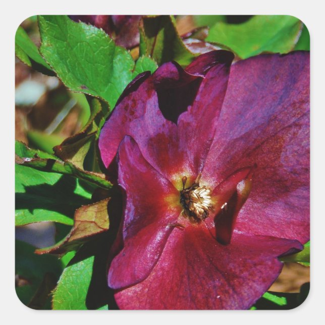 Burgundy Pink Lenten Rose Square Sticker (Front)
