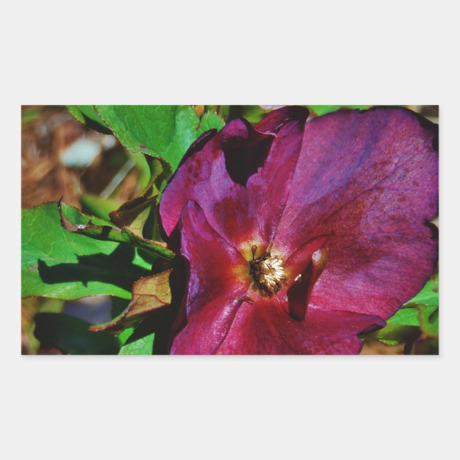 Burgundy Pink Lenten Rose Sticker (Front)