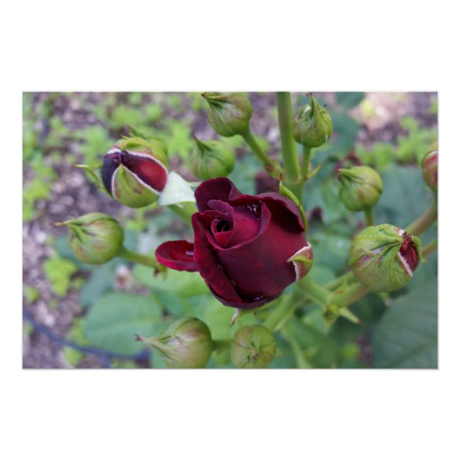 Burgundy rose after rain poster (Front)
