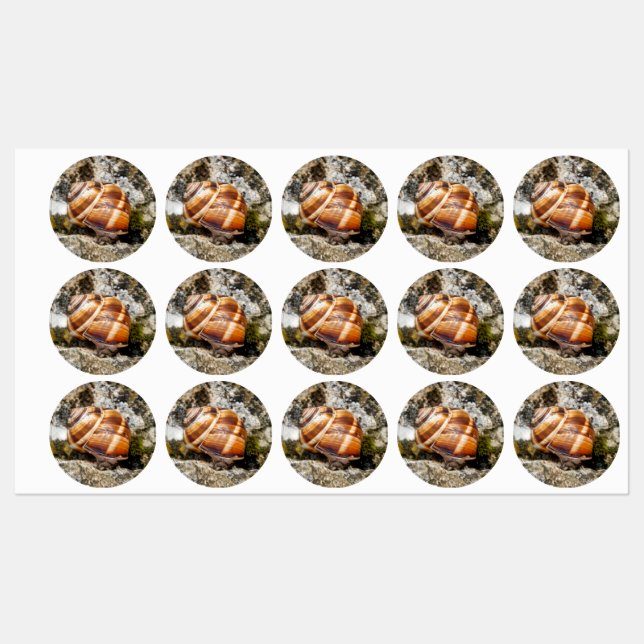 Burgundy snail  (Sheet)