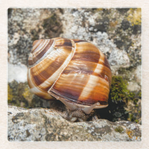Burgundy snail  glass coaster
