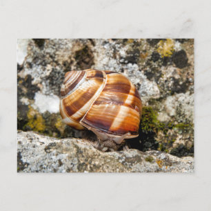Burgundy snail postcard