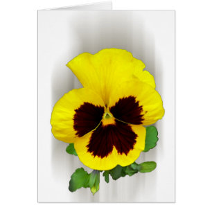 burgundy yellow pansy