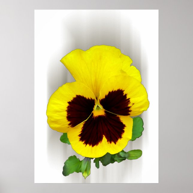burgundy yellow pansy poster (Front)