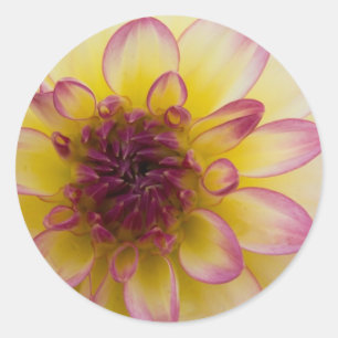Burgundy, Yellow & White Dahlia Classic Round Sticker