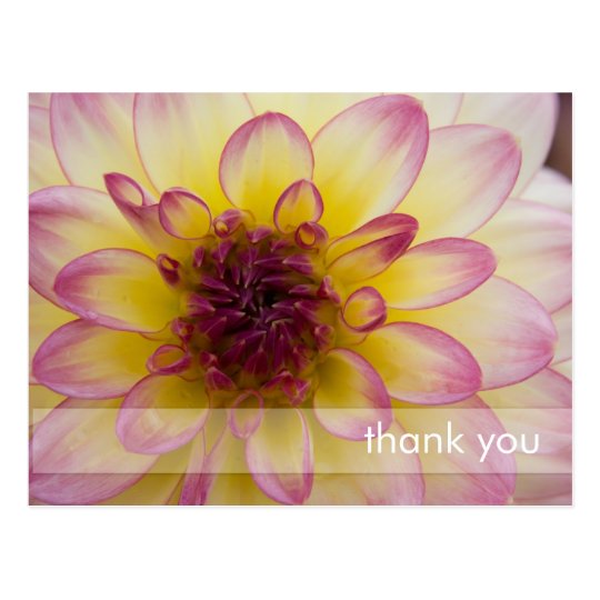 Burgundy, Yellow & White Dahlia Postcard