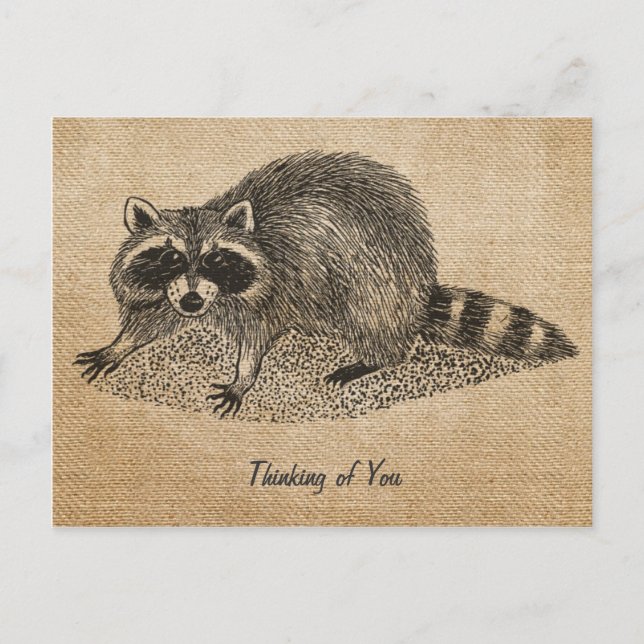 Burlap Vintage Raccoon Postcard (Front)