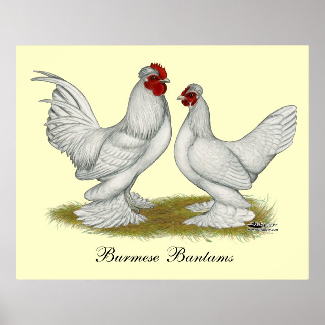 Burmese Bantams Poster (Front)