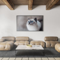 Burmese Cat with Stunning Blue Eyes