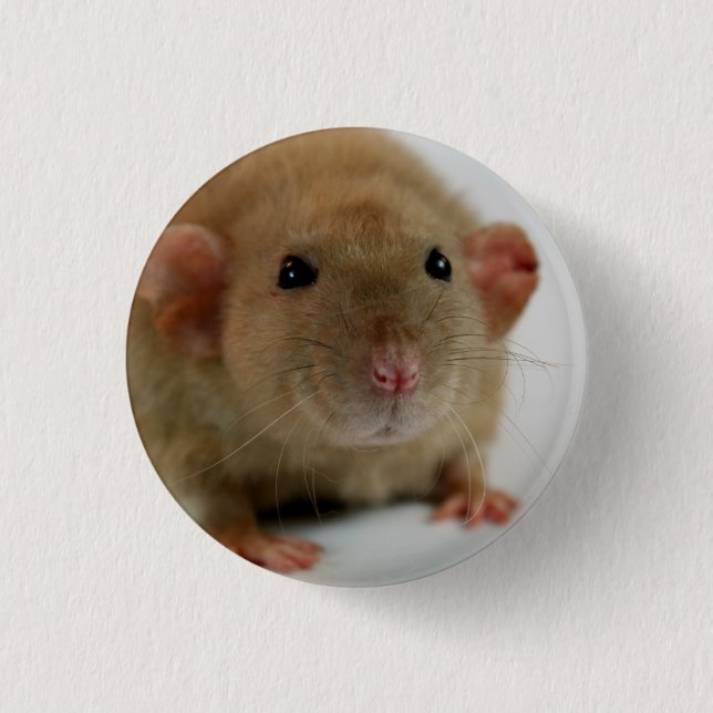 Burmese dumbo Rat 1 Inch Round Button (Front)