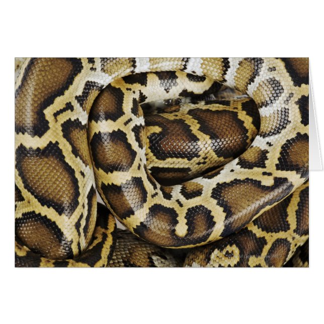 Burmese python (Front Horizontal)