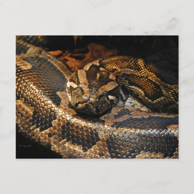 Burmese Python Postcard (Front)