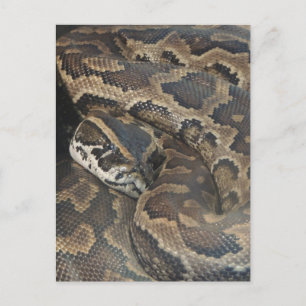 Burmese Python Postcard