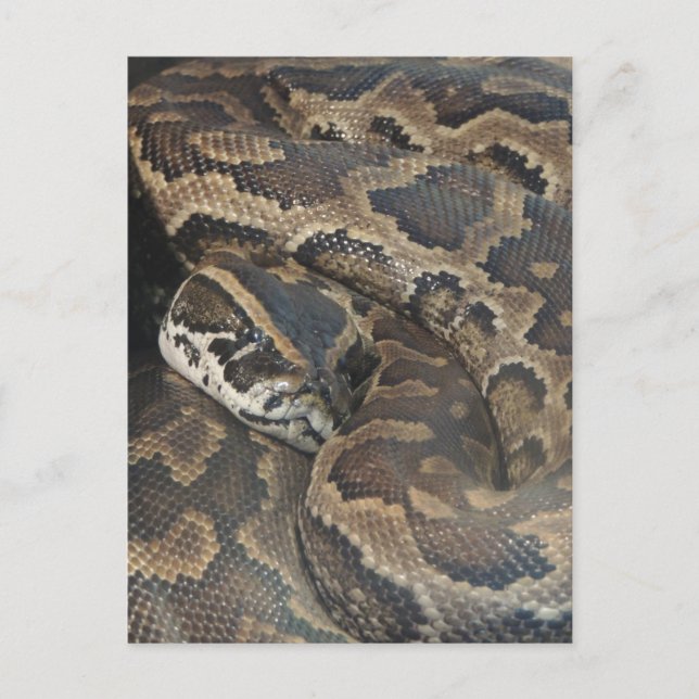 Burmese Python Postcard (Front)