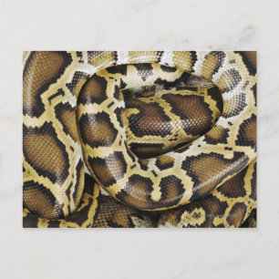 Burmese python postcard