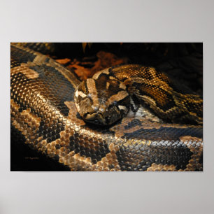 Burmese Python Poster