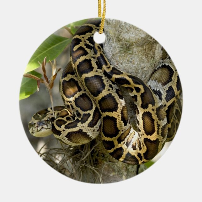 Burmese Python Snake in a tree Ceramic Ornament (Front)