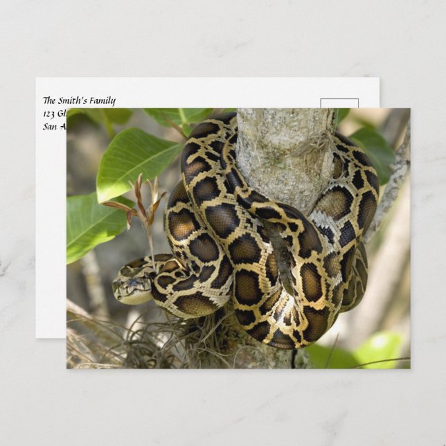 Burmese Python Snake Postcard (Front/Back)