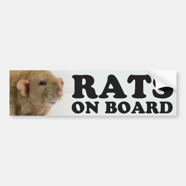 (Burmese) Rats on board Bumper Sticker (Front)