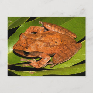 Burmese whipping frog for frog lovers! postcard