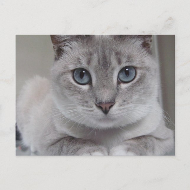 BURMILLA CAT POSTCARD (Front)