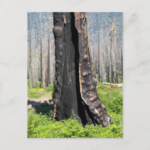 Burned Giant Sequoia Postcard