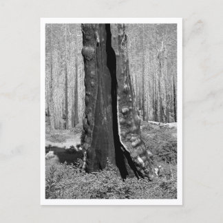 Burned Giant Sequoia Postcard