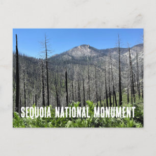 Burned Trees in Sequoia National Forest Postcard