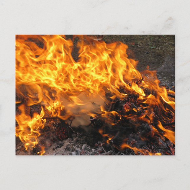 Burning Brush Postcard (Front)