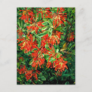 Burning Bush and Emu Wren of Chile, fine art, Postcard