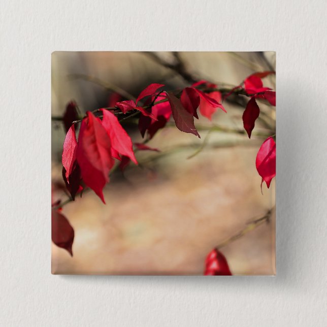 Burning Bush Autumn Foliage - Euonymus alatus 2 Inch Square Button (Front)