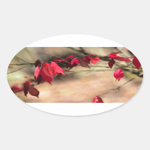 Burning Bush Autumn Foliage - Euonymus alatus Oval Sticker