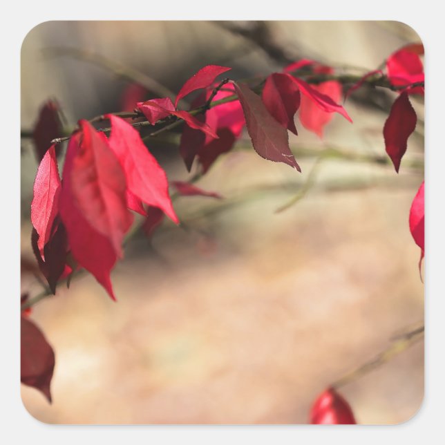 Burning Bush Autumn Foliage - Euonymus alatus Square Sticker (Front)