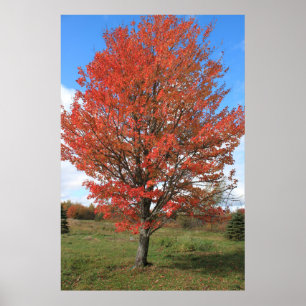 Burning red maple tree in the fall poster