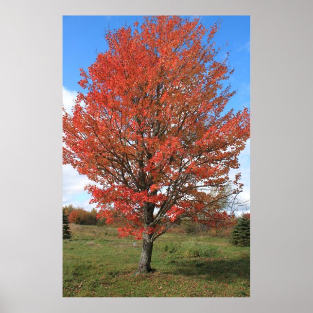 Burning red maple tree in the fall poster (Front)
