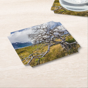 Burnt tree, Torres del Paine, Chile Paper Coaster
