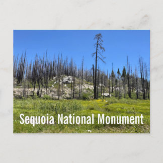 Burnt Trees at Sequoia National Forest Postcard
